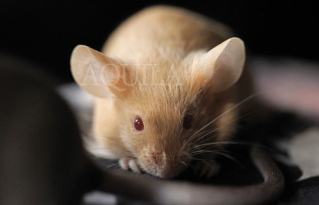 18 days - female 1 fawn