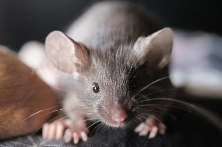 18 days - male 3 sepia