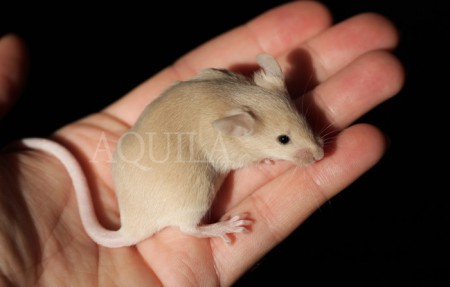 18 days - female 2 marten sable