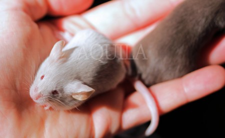 18 days - male 4 silver