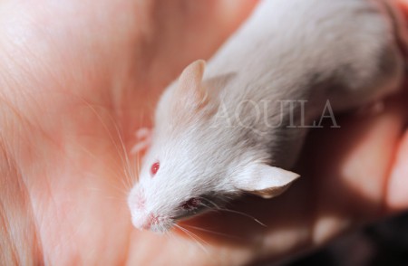 18 days - male 4 silver