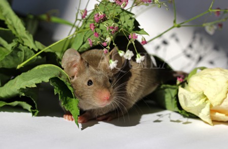 M1 - 6 weeks - light mock choco ?