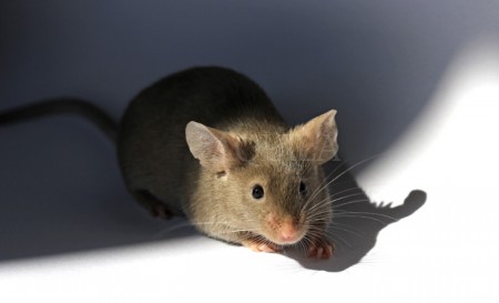 M1 - 6 weeks - light mock choco ?