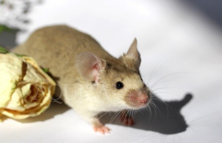 M2 - 6 weeks - marten sable / home