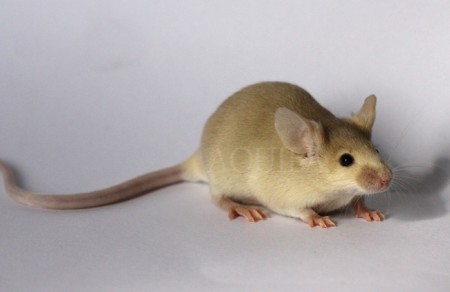 F2 - marten sable - 5 weeks