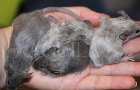 19 days - 3 boys, one girl