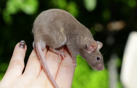 Mâle 2 - 2 months, light mock choco (?)