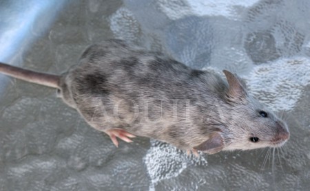 Male 1, 2 months - splash - home ?