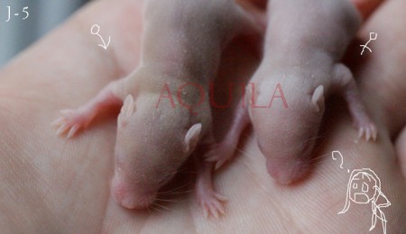 Boy (fawn) and Girl (?)