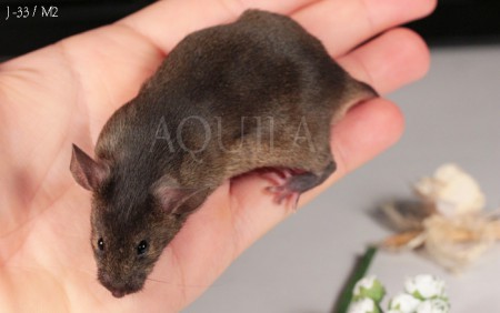 Mâle 2 agouti / Portée #12 : LRD Mistinguett & LRD Soliman / Naissance : 04/07/2014