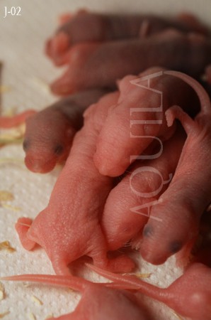 Naissance : 19/10/2015